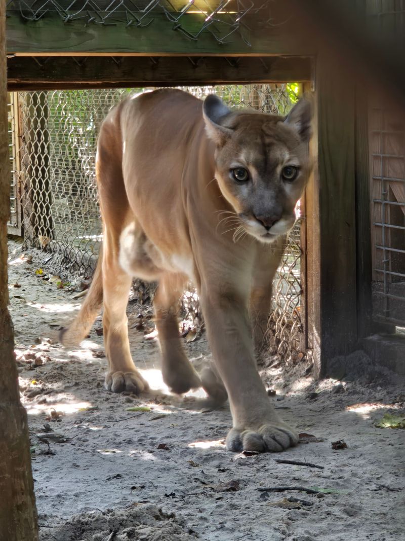 Beyond Wolves: Foxes, Panthers, and Singing Dogs