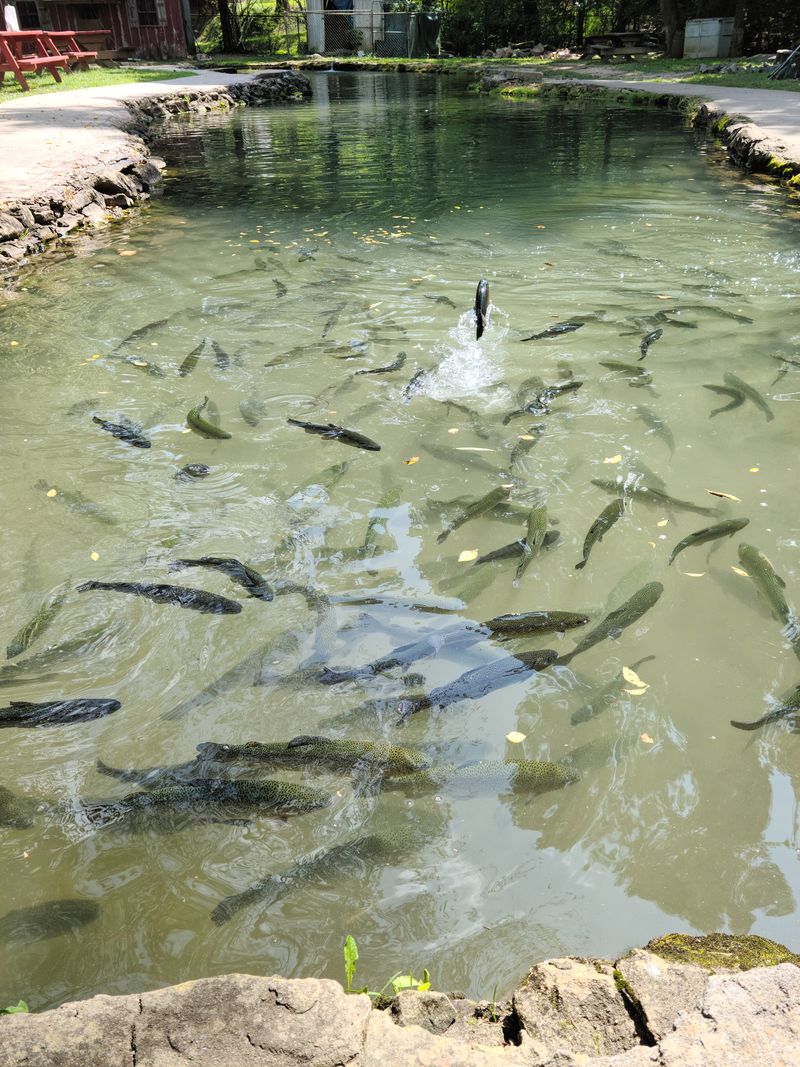 How the Catch-Your-Own Experience Works