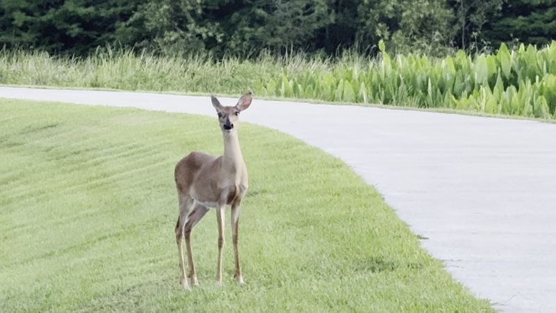 Sweetwater Wetlands Park (Gainesville | Alachua County)