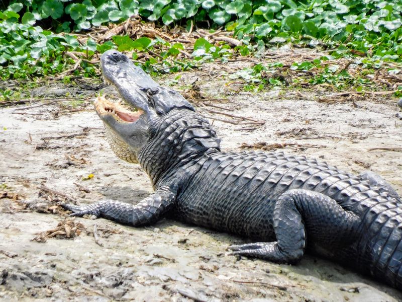Paynes Prairie Preserve State Park (Gainesville)