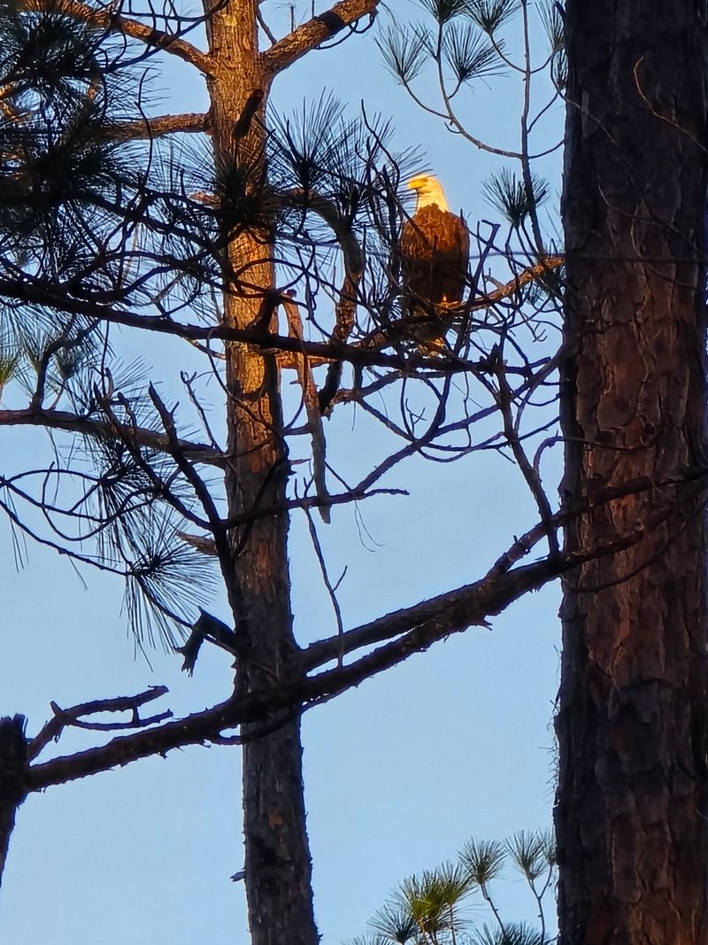Apalachicola National Forest