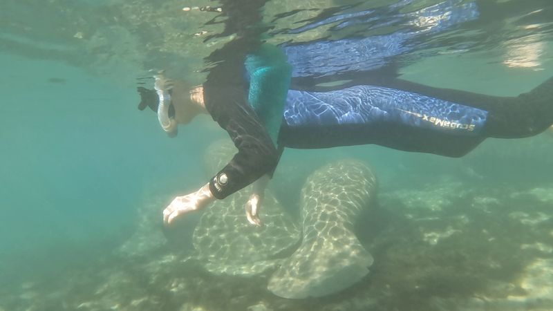 Nearby Day Trips: Crystal River Manatees + Withlacoochee State Trail