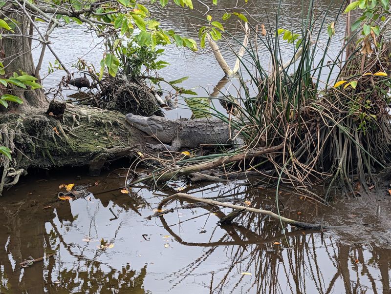 Gators, Turtles, And Unexpected Guests