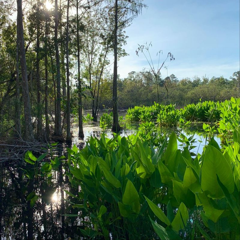 Corkscrew Swamp Sanctuary (near Naples)