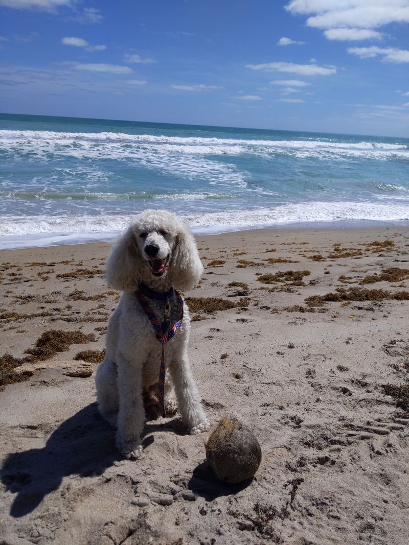 Walton Rocks Beach / Dog Park (Jensen Beach, FL)