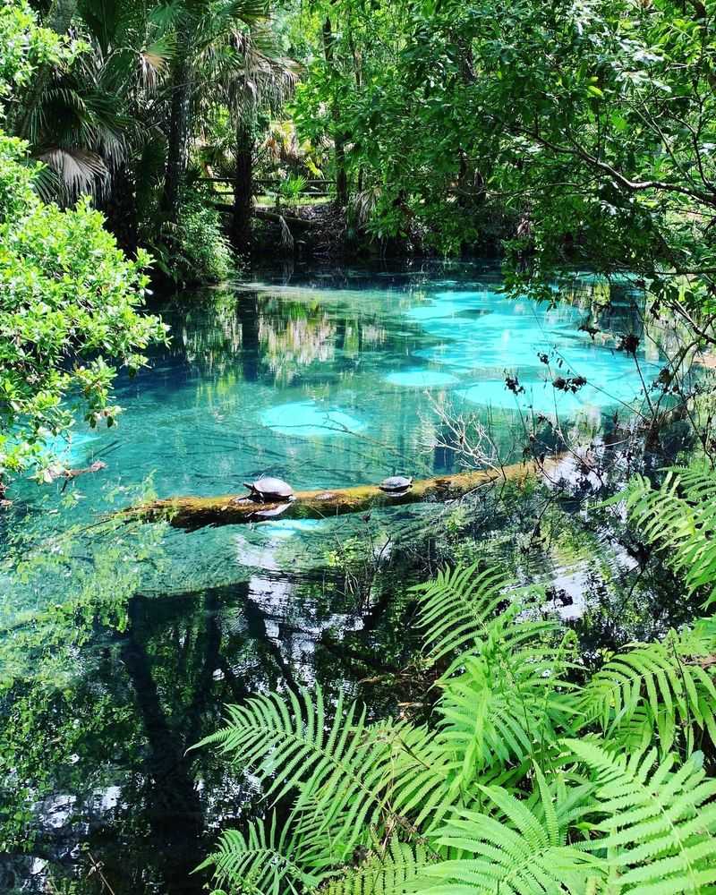 Wildlife and Bubbling Vents