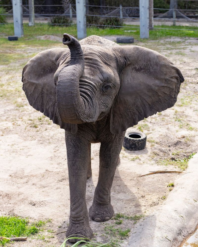 Jacksonville Zoo and Botanical Gardens (Jacksonville)