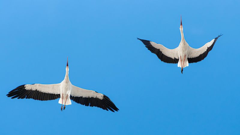 Spring birding and migration