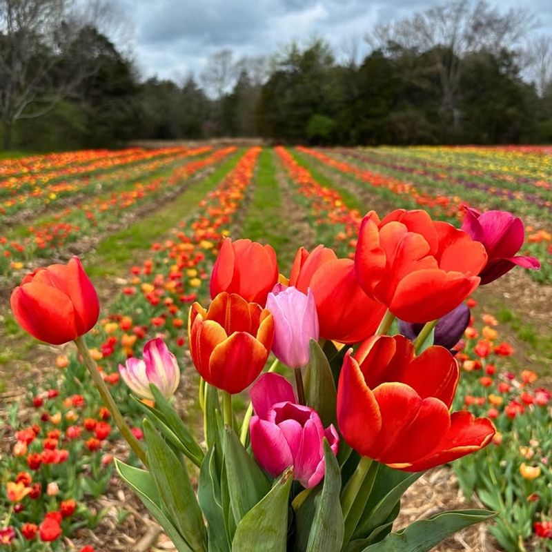 Why This Tennessee Tulip Farm Is Worth the Spring Trip