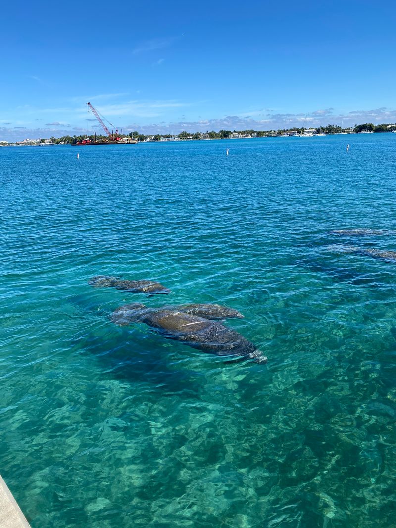 Manatee Lagoon (Riviera Beach / Palm Beach County)