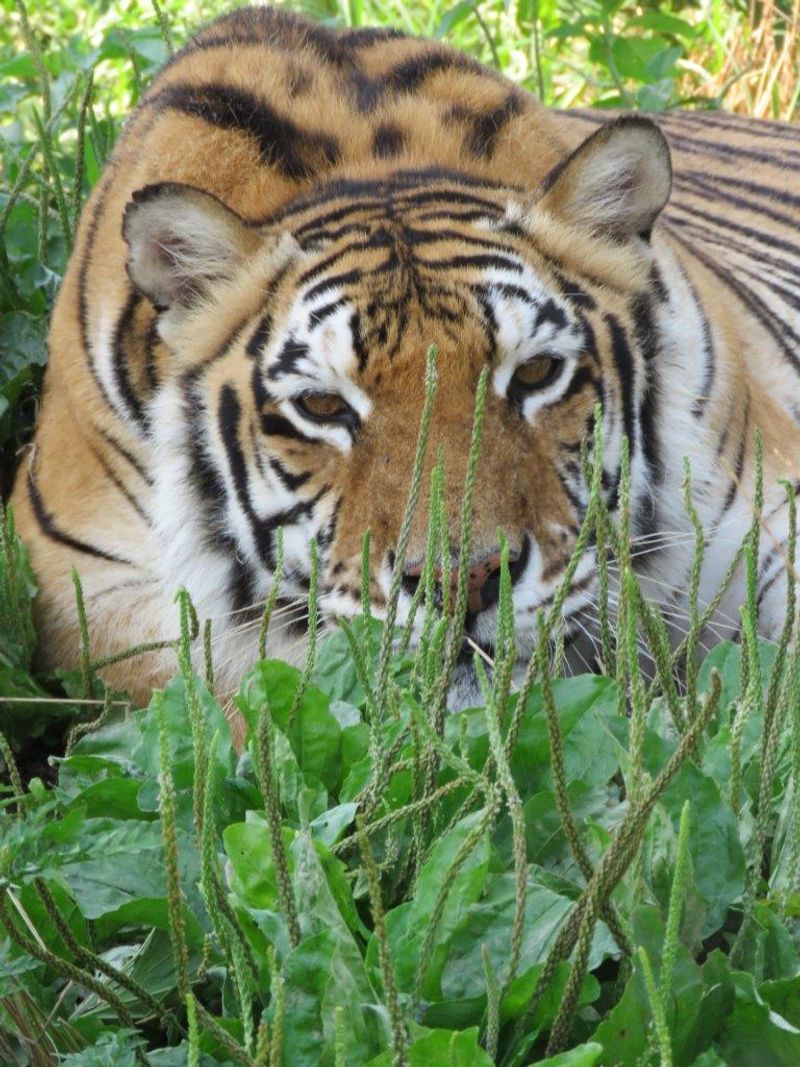 The Mission Behind the Roars