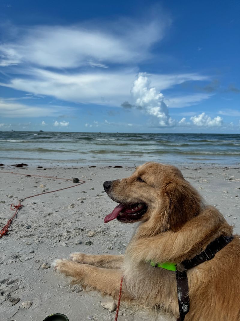 Honeymoon Island State Park Pet Beach (Dunedin, FL)