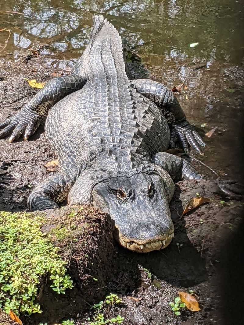 Busch Wildlife Sanctuary