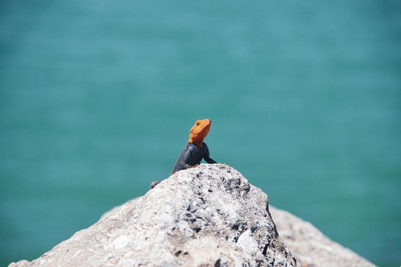 Accept lizards as roommates