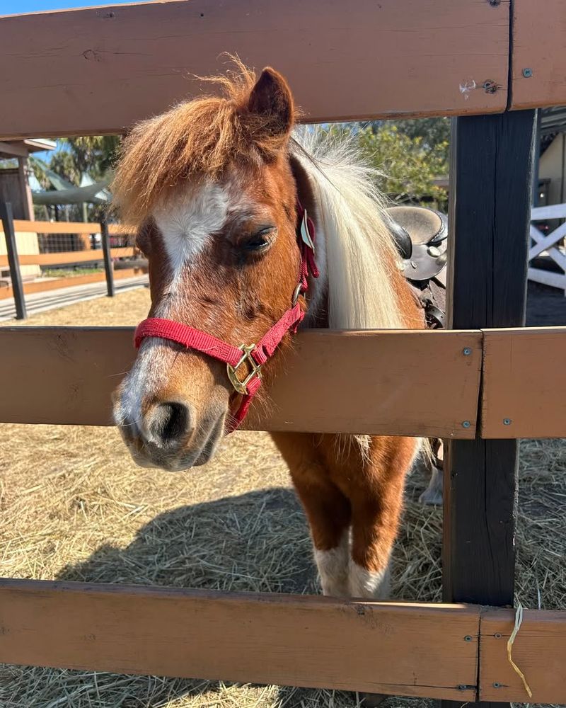 Pony Rides And Barnyard Buddies