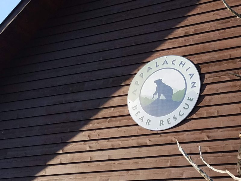 Welcome to Appalachian Bear Rescue: A Lifeline for Tennessee's Black Bears