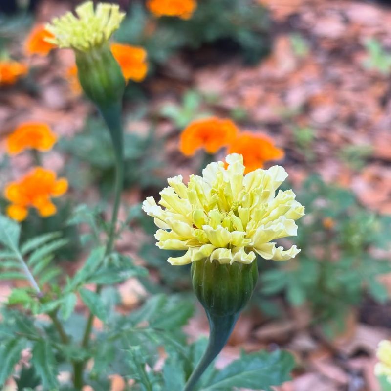 Garden Girl Plantscapes