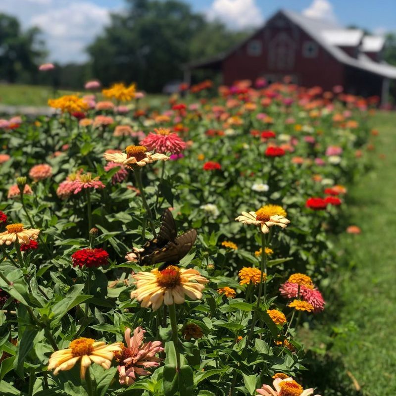 By Faith Farm &mdash; Joelton