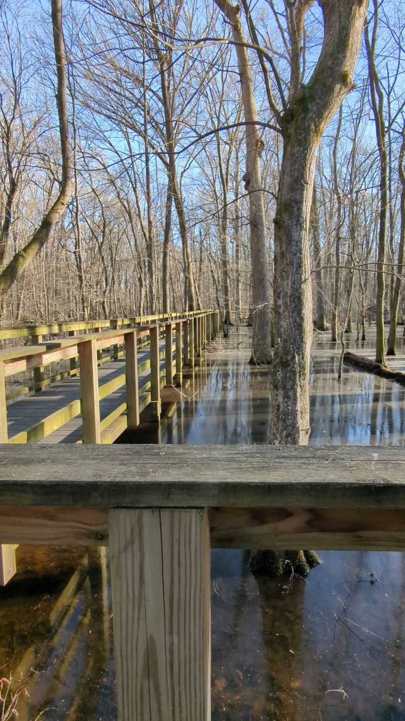 What Happened to the Big Cypress?