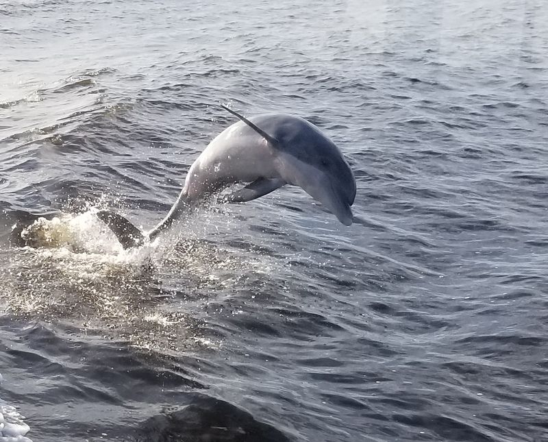 Wildlife Encounters On Land And Sea