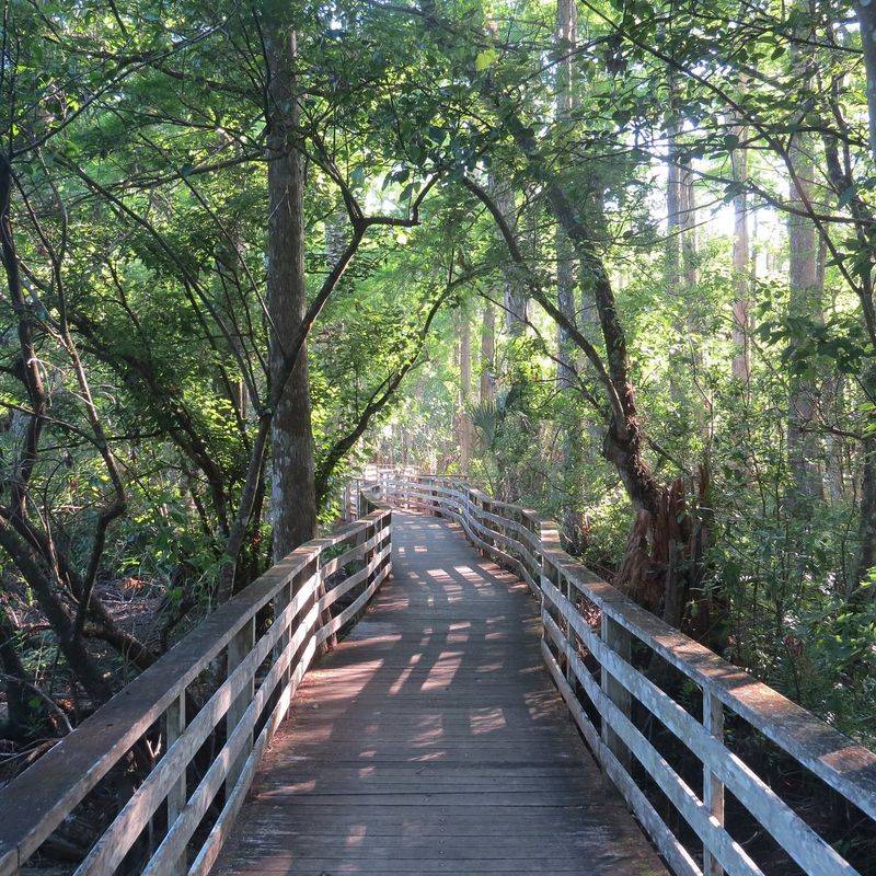 Corkscrew Swamp Sanctuary Boardwalk