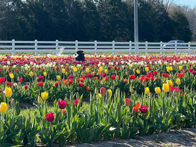 Why This Tulip Patch Is So Special