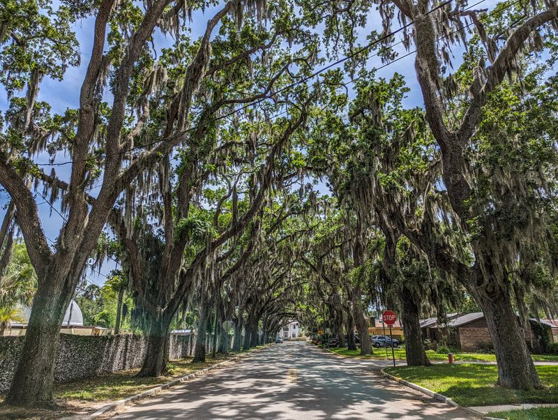 Magnolia Avenue Oak Tunnel