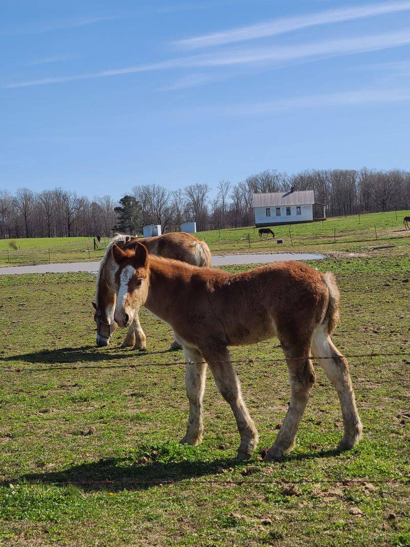 Inside Ethridge's Amish Community and Slower Way of Life