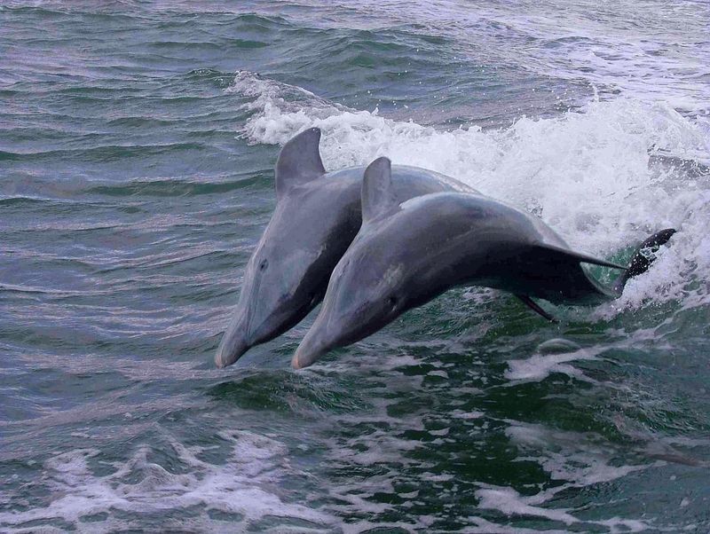 Sunset or Dolphin Cruise (Naples)