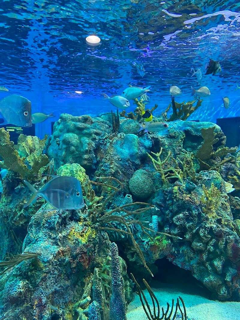 The main event: Florida’s living coral reef