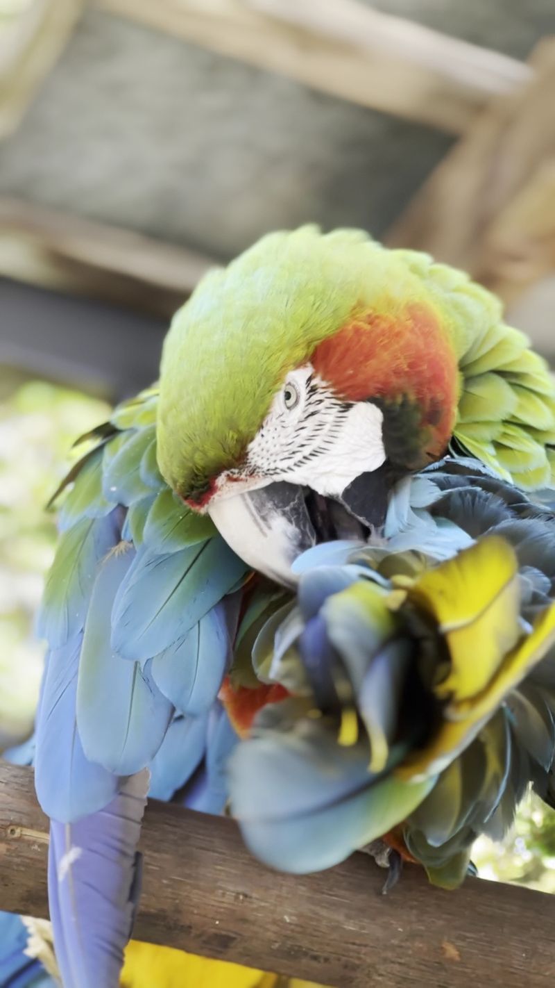 Gatorland’s Pearl’s Good Eats (Orlando)