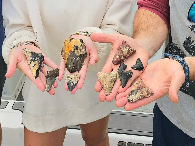 Shark-tooth hunting in Venice (“Shark Tooth Capital” vibes)