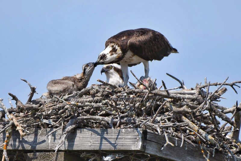 J.N. “Ding” Darling NWR – Wildlife Education Boardwalk (Sanibel | Lee County)