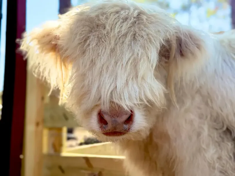 How To Book And What To Know