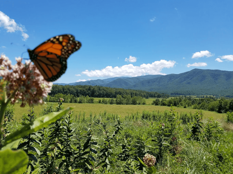 Great Smoky Mountains National Park