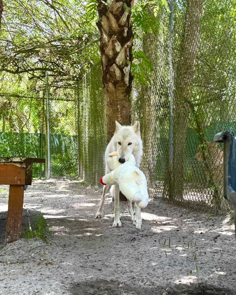 Meeting the Wolves and Wolf Dogs