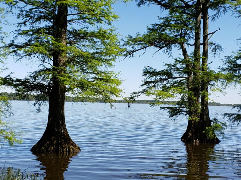 Reelfoot Lake (northwest Tennessee)
