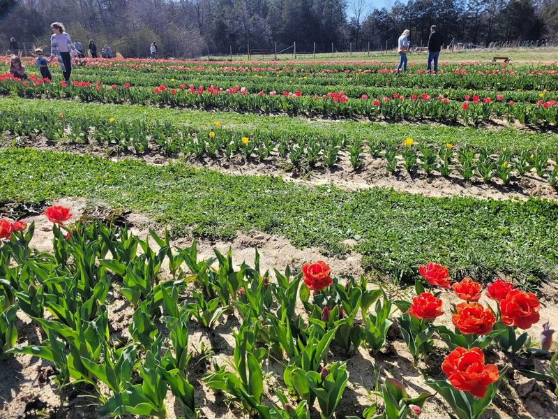 Lorenzen Flower Farm &mdash; Dayton