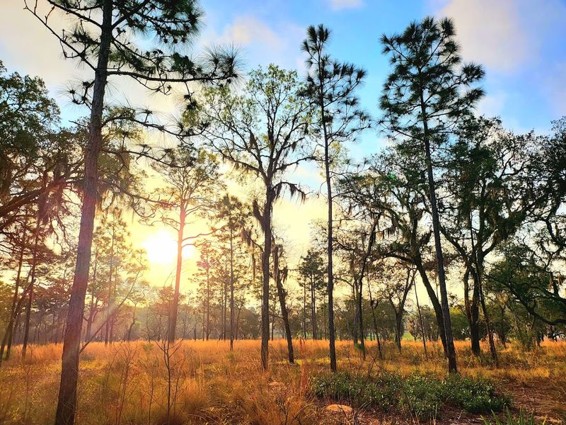 Mike Roess Gold Head Branch State Park