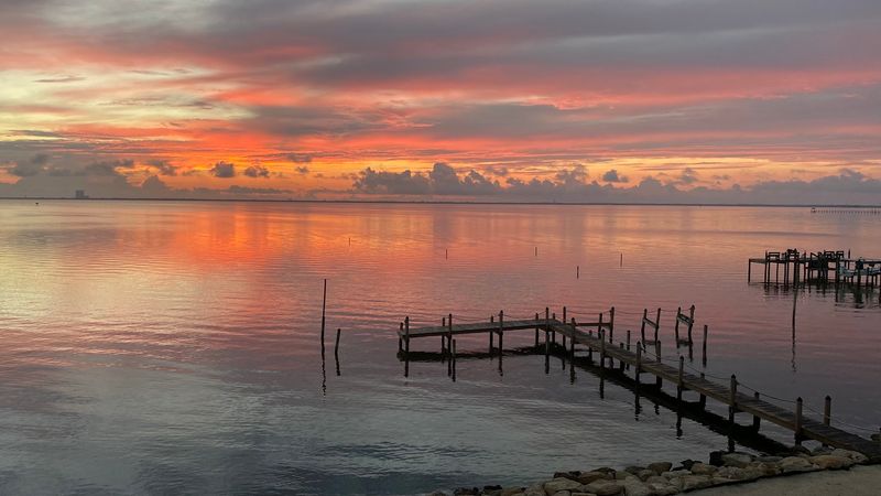 Wildlife You Might See After Dark