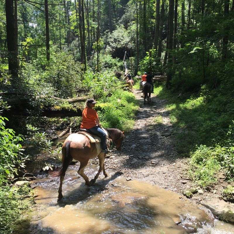 Book a Guided Smokies Horseback Ride