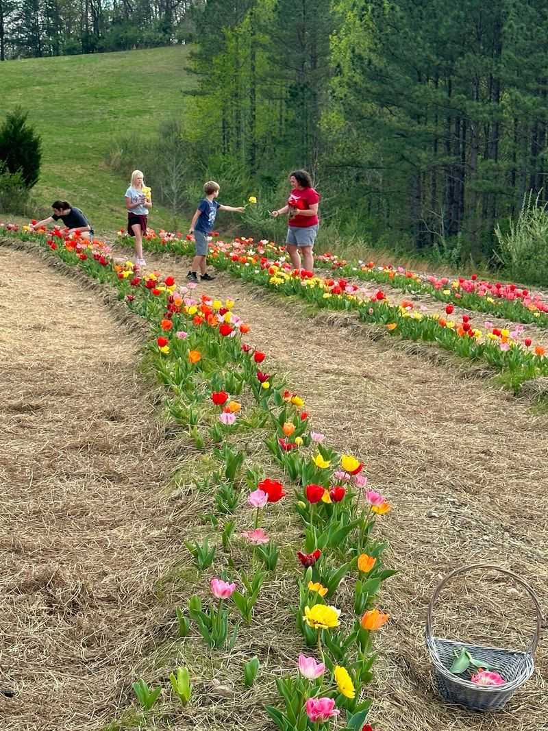Sanctuary Ridge Farm (Decatur)
