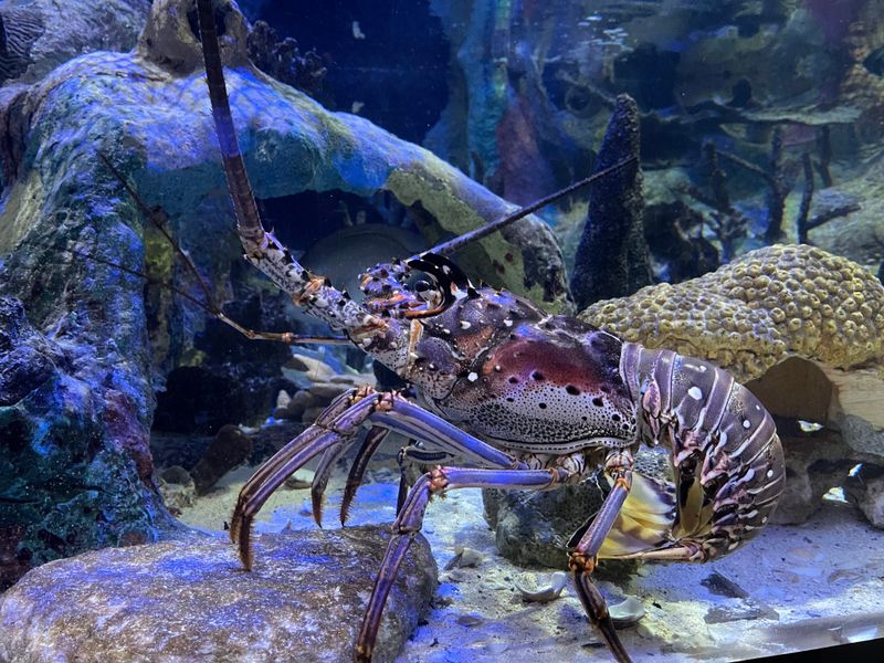 Mote Marine Laboratory & Aquarium (Sarasota)