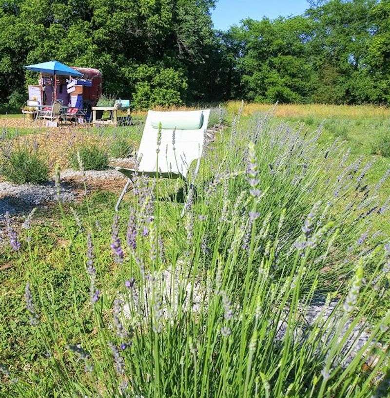Fields of Purple in Full Bloom