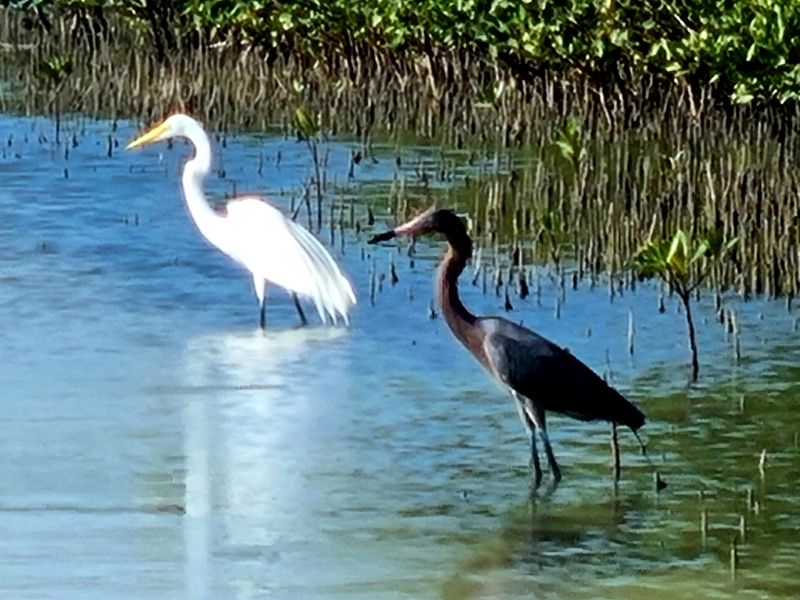 What Else You Can Do After Dolphin Watching on Marco Island