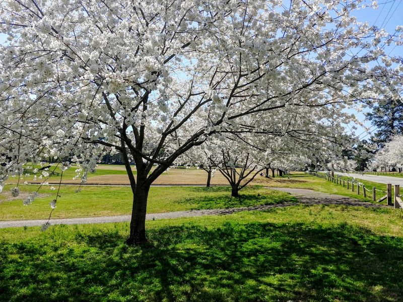 Cherry Blossom at Cherry Road &mdash; Memphis