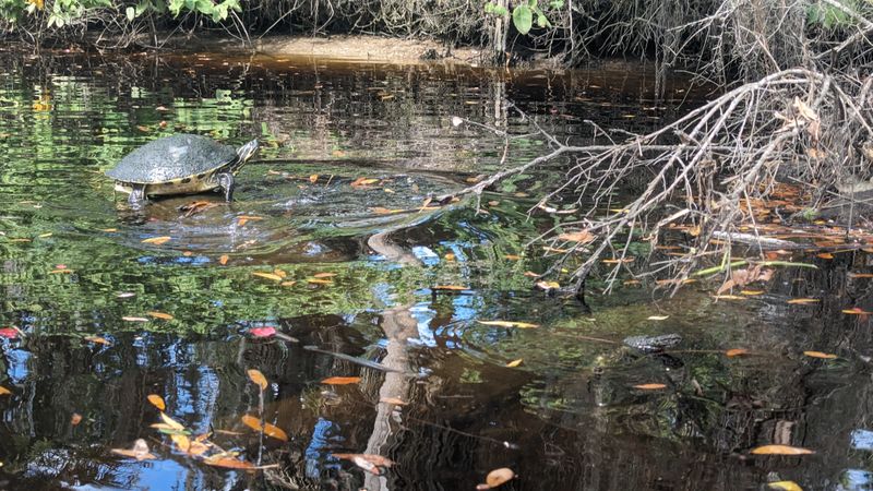 Curry Creek Preserve