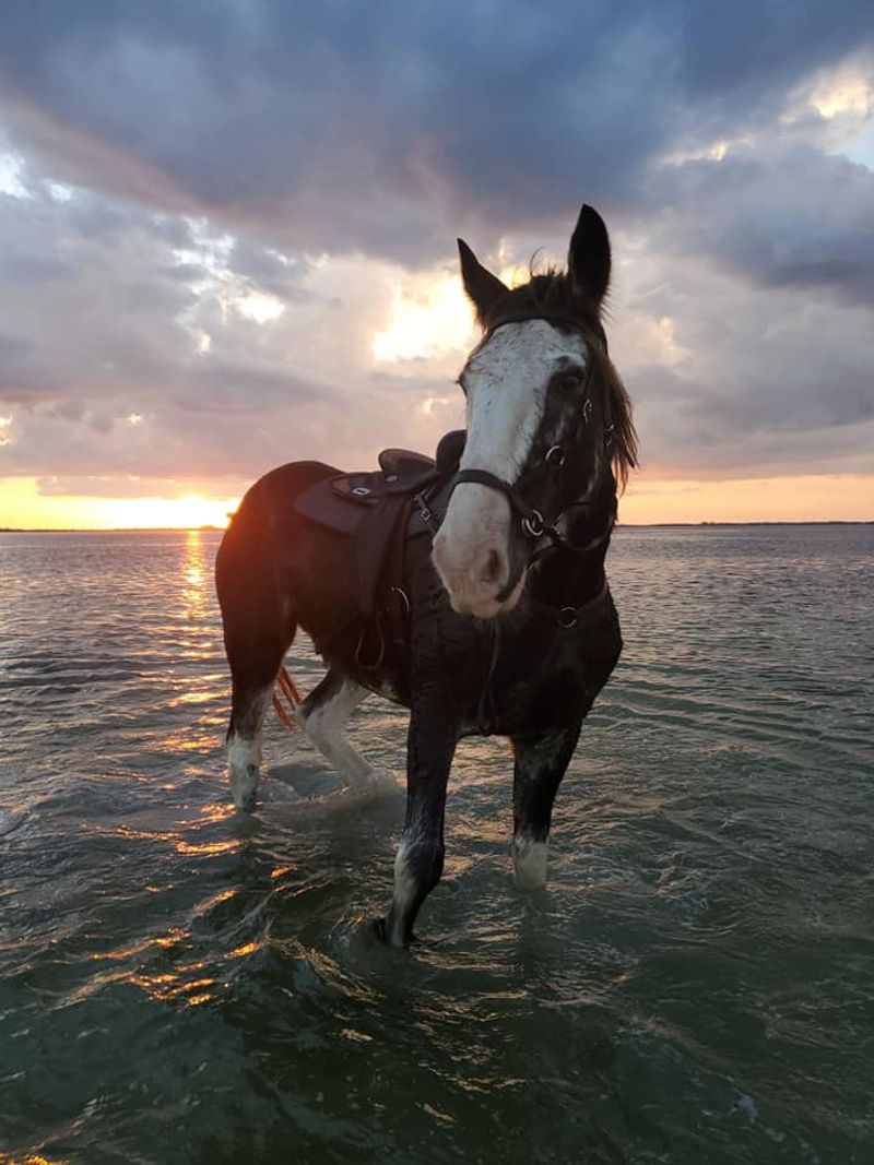Meet the Water Loving Herd