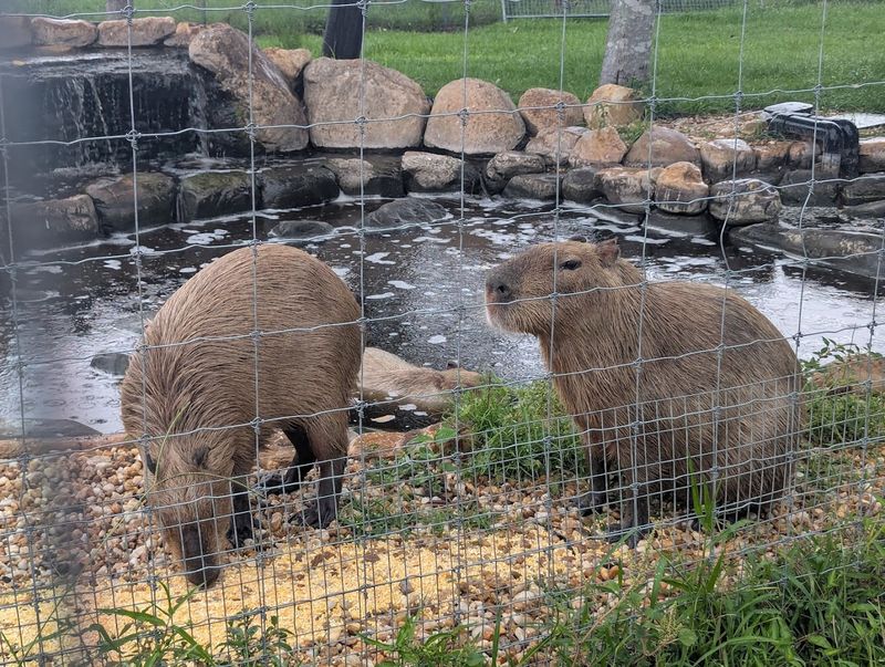 Capybara Meet and Greet