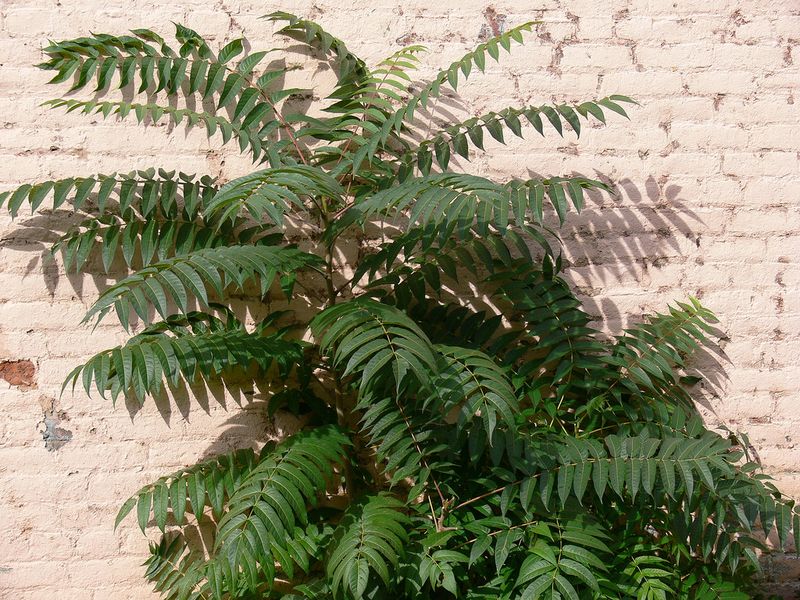 Tree of Heaven (Ailanthus altissima)